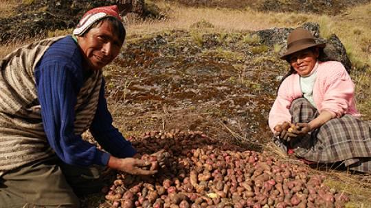 The potato harvest at Potato Park, Peru