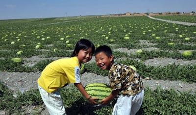 Watermelons growing on gravel-covered land in Zhongwei City of Ningxia 