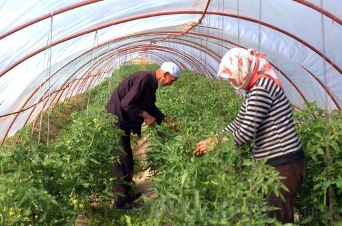 Farmers in Ningxia working in a greenhouse