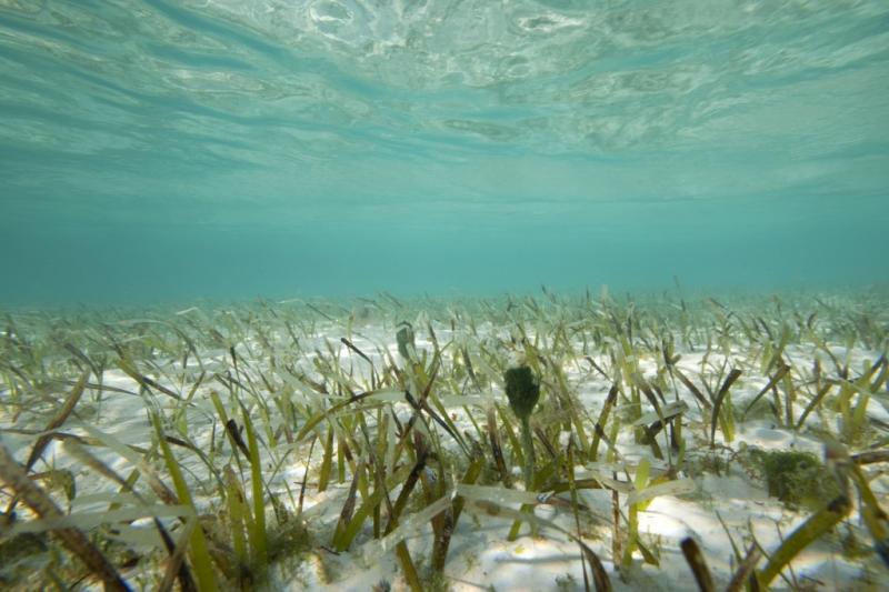 Healthy Seagrass Bed in the Exuma Cays Land and Sea Park, Bahamas.