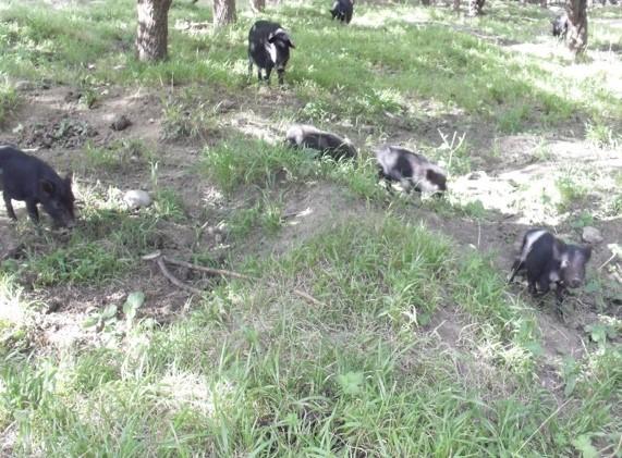 Raising Tibetan pigs in the understory of forest