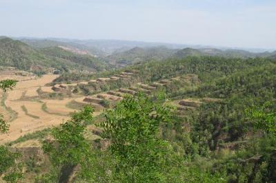 Forest restoration conducted on a large-scale over hundreds of thousands of hectares in the Loess Plateau, China