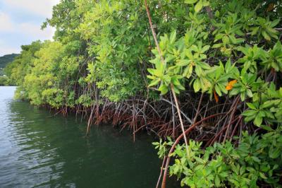 Coastal mangrove forest in the area of the Sandy Island Oyster Bay Marine Protected Area (SIOBMPA) at Carriacou, Grenada.