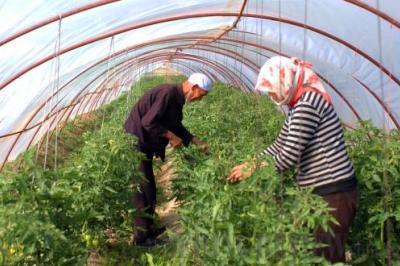 Farmers in Ningxia working in a greenhouse