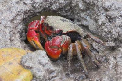 Red clawed mangrove crab (Perisesarma bidens) in the Seychelles. This crab frequently damaged the mangrove seedlings planted within the EbA South project.